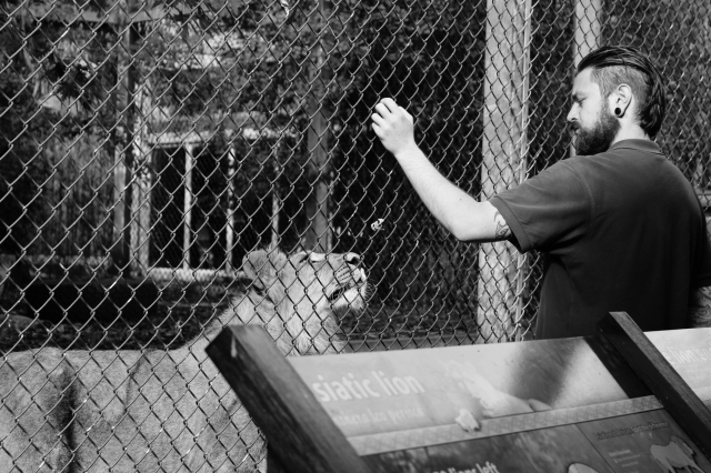 Photograph Two: Asiatic Lion Enclosure - Bristol Zoo - 2013 