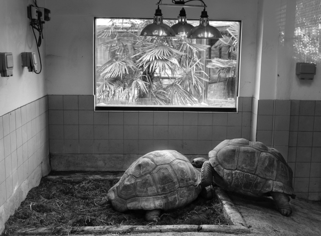 Photograph Three: Giant Tortoise Enclosure - Bristol Zoo - 2015 