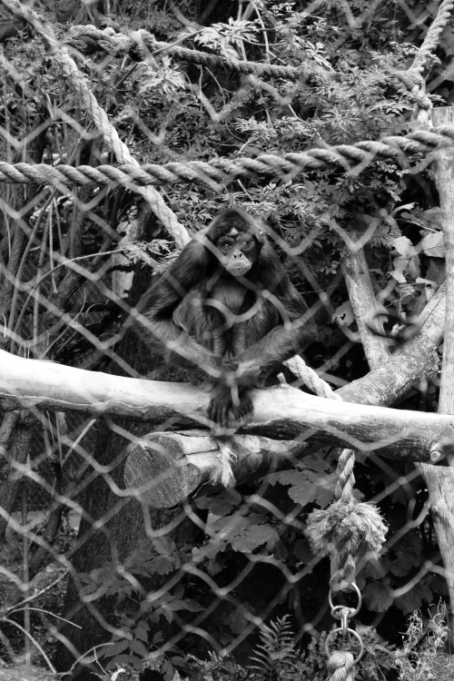 Photograph Four: Brown Spider Monkey Enclosure - Bristol Zoo - 2015 