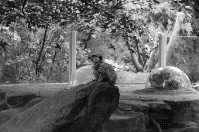 Photograph Nine: Meerkat Enclosure - Bristol Zoo - 2015 